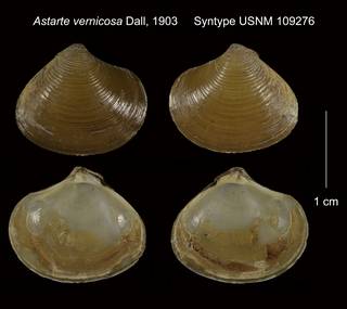 To NMNH Extant Collection (Astarte vernicosa Syntype USNM 109276)