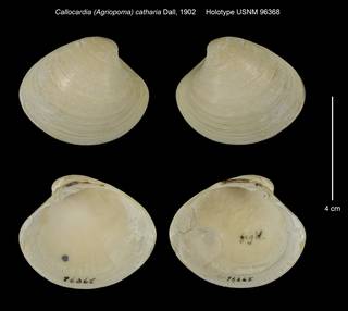 To NMNH Extant Collection (Callocardia (Agriopoma) catharia Holotype USNM 96368)