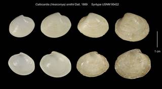 To NMNH Extant Collection (Callocardia (Vesicomya) smithii Syntype USNM 95422)