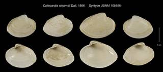To NMNH Extant Collection (Callocardia stearnsii Syntype USNM 106858)