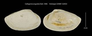 To NMNH Extant Collection (Callogonia angulata Holotype USNM 122933)