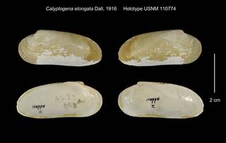 To NMNH Extant Collection (Calyptogena elongata Holotype USNM 110774)