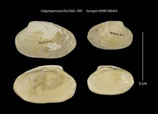 To NMNH Extant Collection (Calyptogena pacifica Syntype USNM 206424)