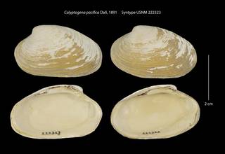 To NMNH Extant Collection (Calyptogena pacifica Syntype USNM 222323)