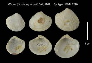 To NMNH Extant Collection (Chione (Lirophora) schottii Syntype USNM 6226)