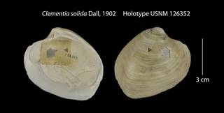 To NMNH Extant Collection (Clementia solida Holotype USNM 126352)