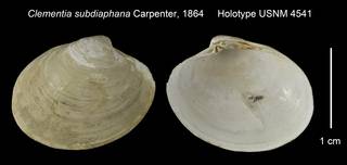 To NMNH Extant Collection (Clementia subdiaphana Holotype USNM 4541)