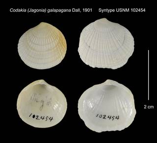 To NMNH Extant Collection (Codakia (Jagonia) galapagana Syntype USNM 102454)