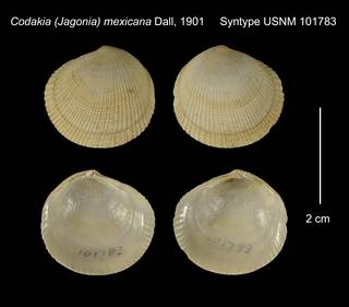 To NMNH Extant Collection (Codakia (Jagonia) mexicana Syntype USNM 101783)