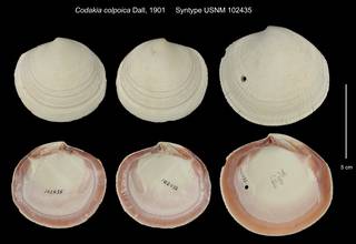 To NMNH Extant Collection (Codakia colpoica Syntype USNM 102435)