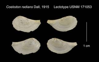 To NMNH Extant Collection (Coelodon radians Lectotype USNM 171053)