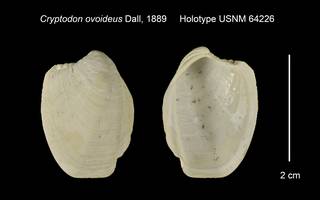 To NMNH Extant Collection (Cryptodon ovoideus Holotype USNM 64226)