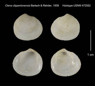 To NMNH Extant Collection (Ctena clippertonensis Holotype USNM 472552)