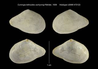 To NMNH Extant Collection (Cumingia tellinoides vanhyningi Holotype USNM 473123)