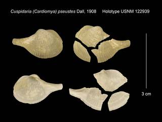To NMNH Extant Collection (Cuspidaria (Cardiomya) pseustes Holotype USNM 122939)