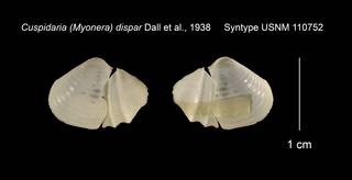 To NMNH Extant Collection (Cuspidaria (Myonera) dispar Syntype USNM 110752)