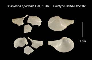To NMNH Extant Collection (Cuspidaria apodema Holotype USNM 122602)