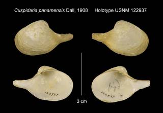 To NMNH Extant Collection (Cuspidaria panamensis Holotype USNM 122937)