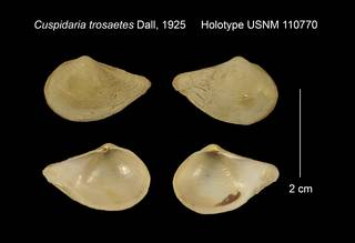 To NMNH Extant Collection (Cuspidaria trosaetes Holotype USNM 110770)