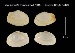To NMNH Extant Collection (Cyathodonta cruziana Holotype USNM 64429)