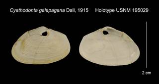 To NMNH Extant Collection (Cyathodonta galapagana Holotype USNM 195029)