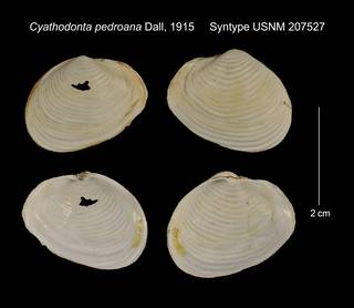 To NMNH Extant Collection (Cyathodonta pedroana Syntype USNM 207527)