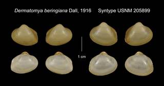To NMNH Extant Collection (Dermatomya beringiana Syntype USNM 205899)