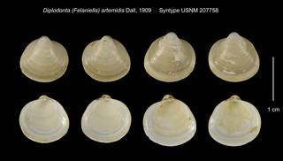 To NMNH Extant Collection (Diplodonta (Felaniella) artemidis Syntype USNM 207758)