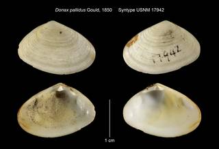 To NMNH Extant Collection (Donax pallidus Syntype USNM 17942)