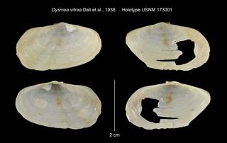 To NMNH Extant Collection (Dysmea vitrea Holotype USNM 173001)