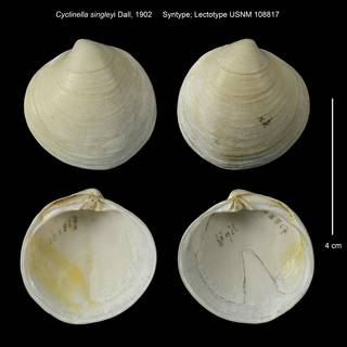 To NMNH Extant Collection (Cyclinella singleyi Syntype USNM 108817)