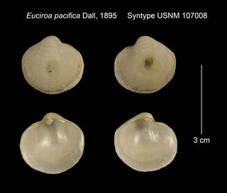 To NMNH Extant Collection (Euciroa pacifica Syntype USNM 107008)