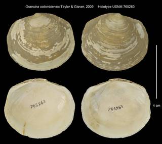 To NMNH Extant Collection (Graecina colombiensis Holotype USNM 765263)
