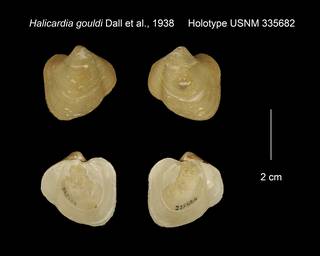 To NMNH Extant Collection (Halicardia gouldi Holotype USNM 335682)
