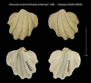To NMNH Extant Collection (Halicardia houbricki Holotype USNM 239020)