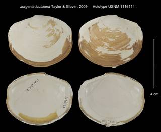 To NMNH Extant Collection (Jorgenia louisiana Holotype USNM 1116114)