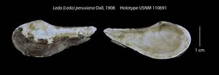 To NMNH Extant Collection (Leda (Leda) peruviana Holotype USNM 110691)