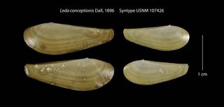 To NMNH Extant Collection (Leda conceptionis Syntype USNM 107426)