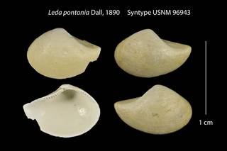 To NMNH Extant Collection (Leda pontonia Syntype USNM 96943)