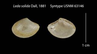 To NMNH Extant Collection (Leda solida Syntype USNM 63146)