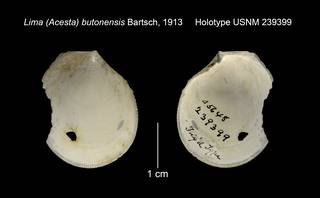 To NMNH Extant Collection (Lima (Acesta) butonensis Holotype USNM 239399)