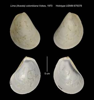 To NMNH Extant Collection (Lima (Acesta) colombiana Holotype USNM 679378)
