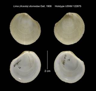 To NMNH Extant Collection (Lima (Acesta) diomedae Holotype USNM 122875)
