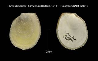 To NMNH Extant Collection (Lima (Callolima) borneensis Holotype USNM 229312)