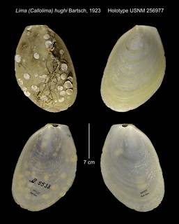 To NMNH Extant Collection (Lima (Callolima) hughi Holotype USNM 256977)