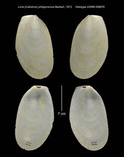 To NMNH Extant Collection (Lima (Callolima) philippinensis Holotype USNM 256976)