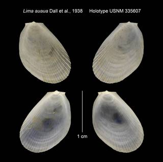 To NMNH Extant Collection (Lima auaua Holotype USNM 335607)