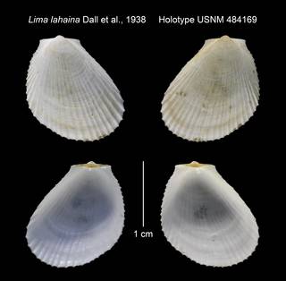 To NMNH Extant Collection (Lima lahaina Holotype USNM 484169)
