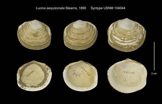 To NMNH Extant Collection (Lucina aequizonata Syntype USNM 104044)