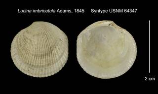 To NMNH Extant Collection (Lucina imbricatula Syntype USNM 64347)